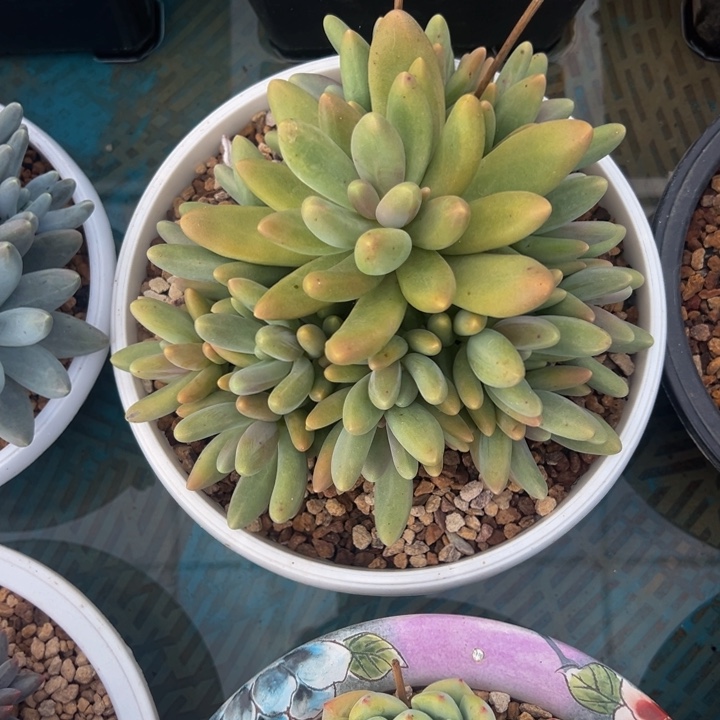 糖果美人自然群无砍