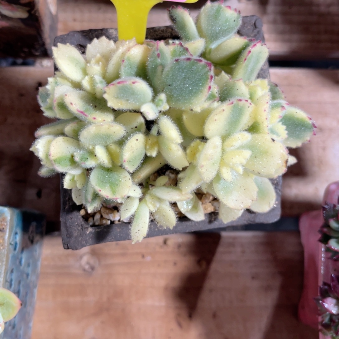 云尘多肉一物一拍1086不含盆