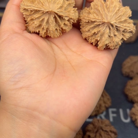 桃核吊坠秦岭山脉野生植物