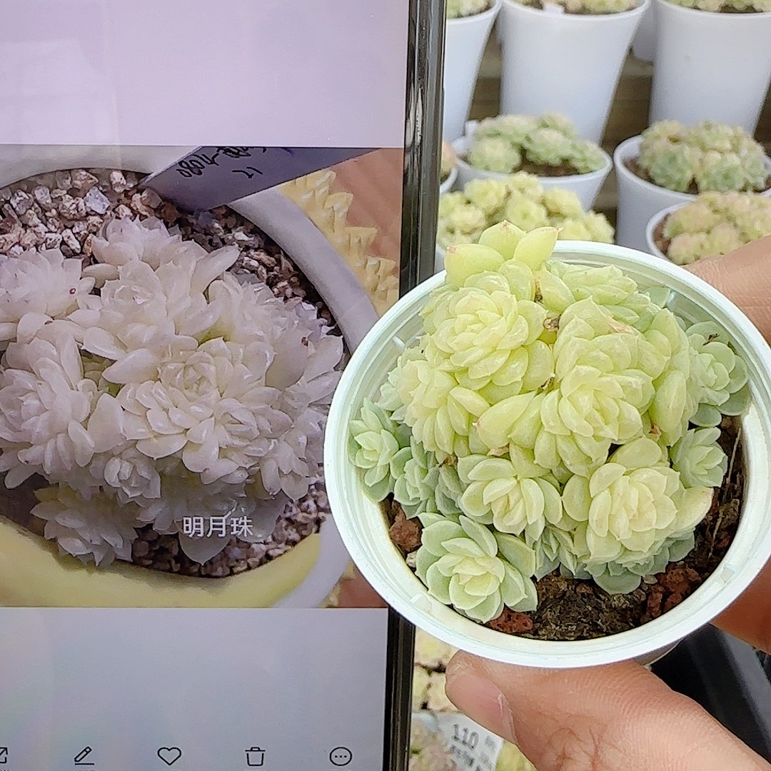 1116-124（明月珠）优选