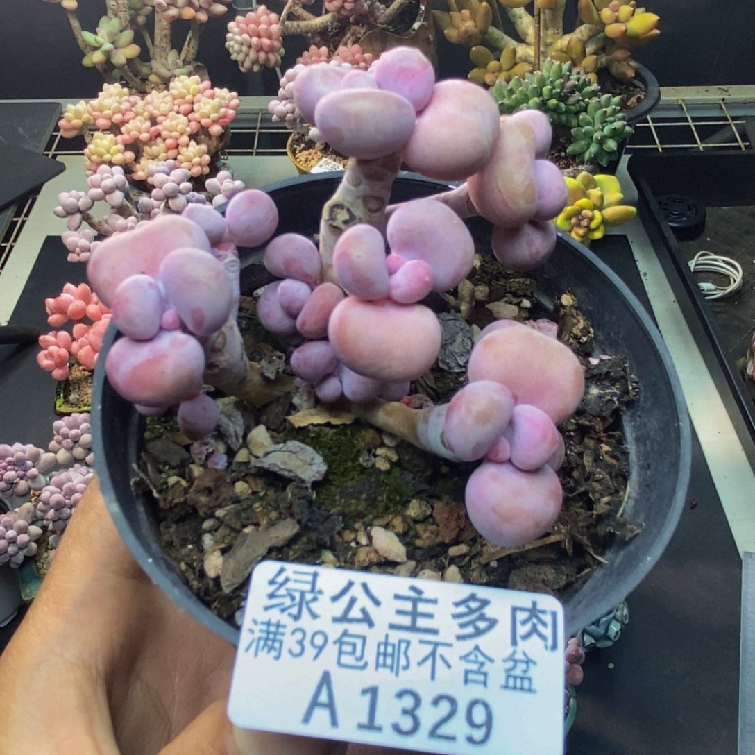 329腰子洛神多肉7cm有断枝