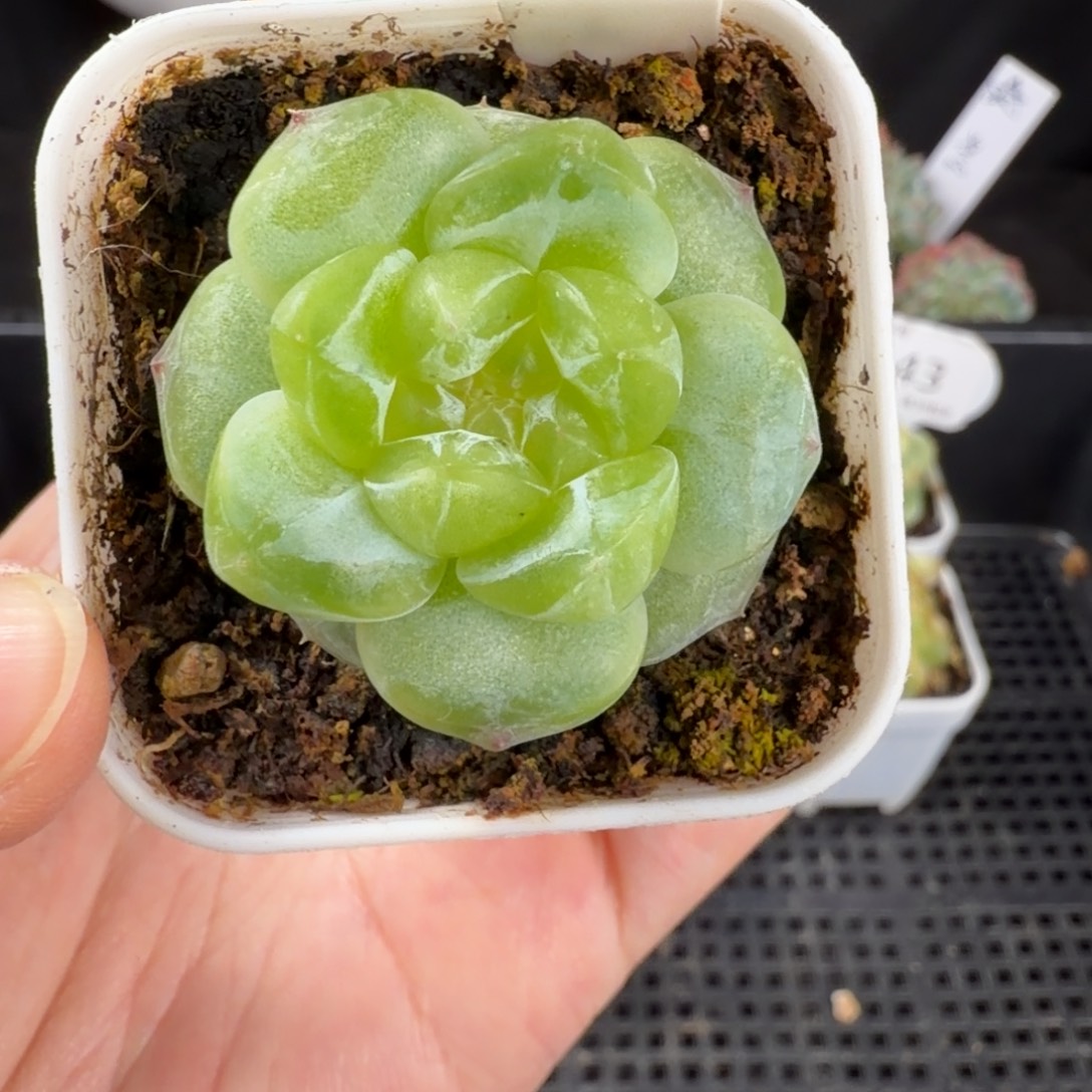 珍妮优选单头249号