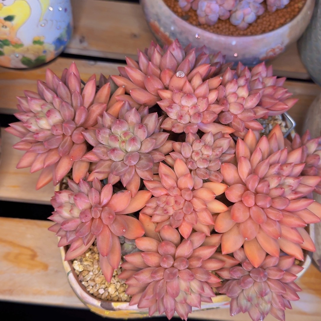 用***3多肉植物的生长发育和生长