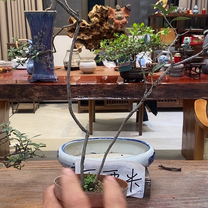 胡***²完全开放海岛春花