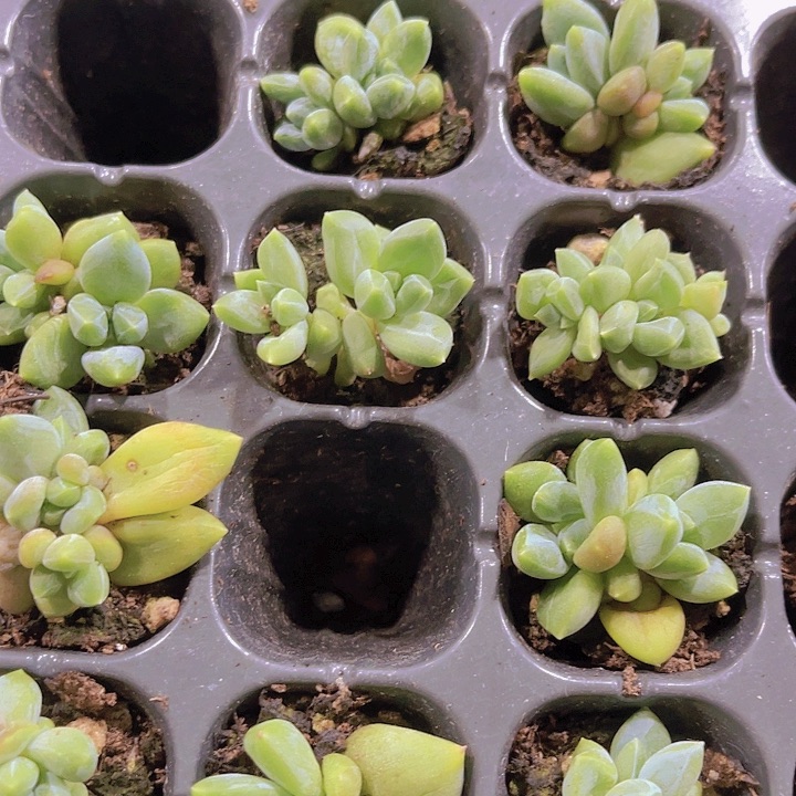 精品乌拉克拉多肉植物