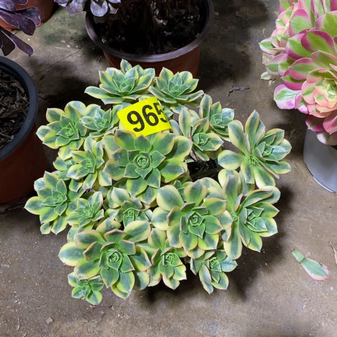 星爆多肉法师965