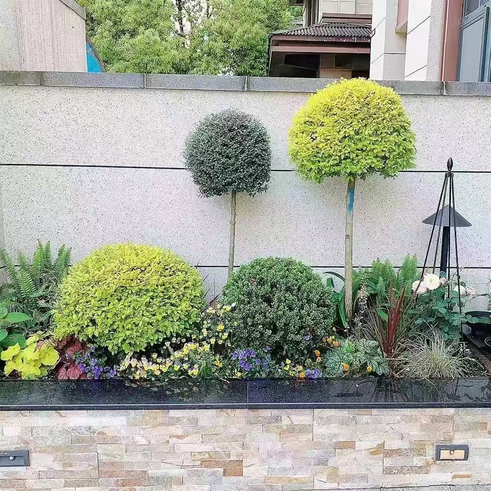 花境造型树规格齐全庭院花园造景树