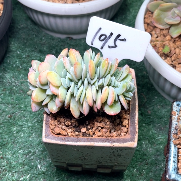 凤树1015号码牌子的话题