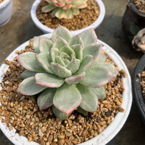 香槟锦 单头 夏鸣园艺