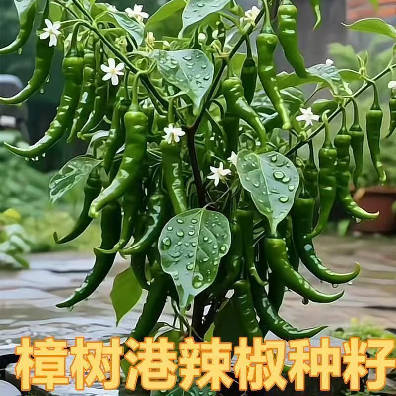 【樟树港辣椒】四季盆栽地载阳台小院种植蔬菜种子