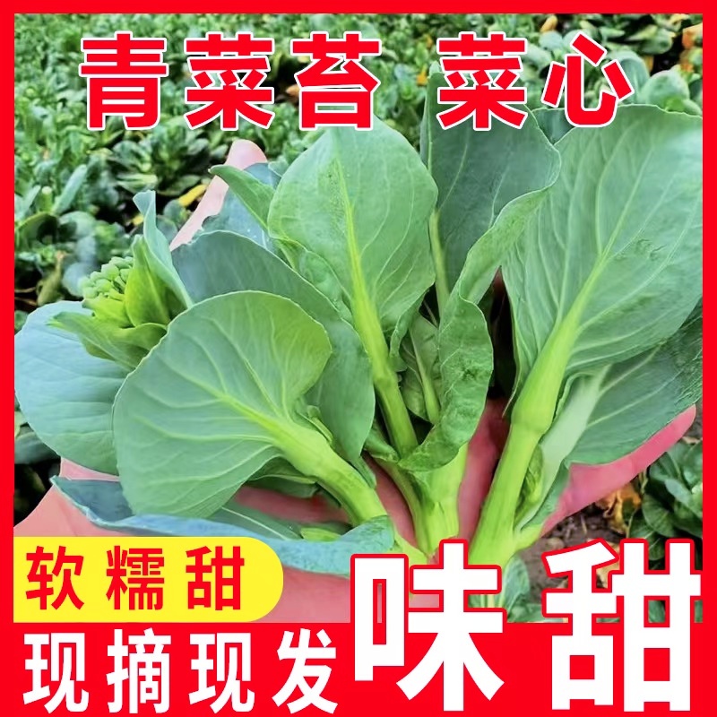 新鲜青菜苔青菜头菜心苏州青农家霜冻矮脚青现摘现发露天时令蔬菜