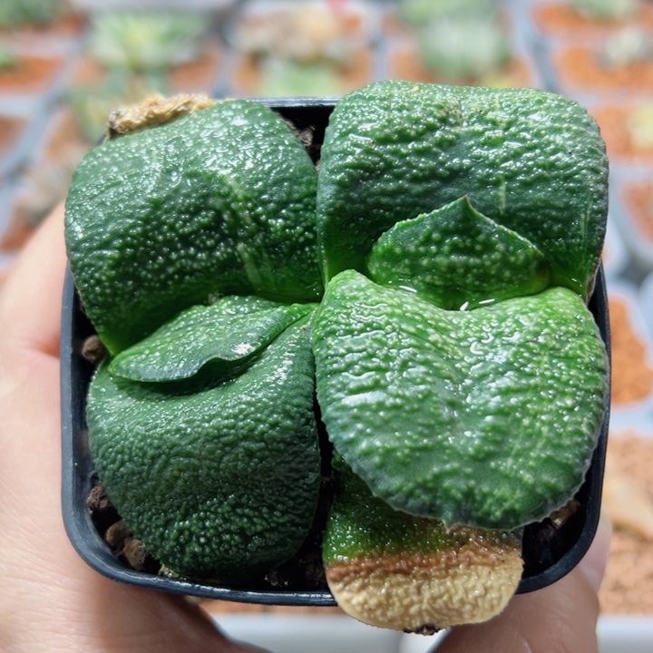 十二卷多肉卧牛111