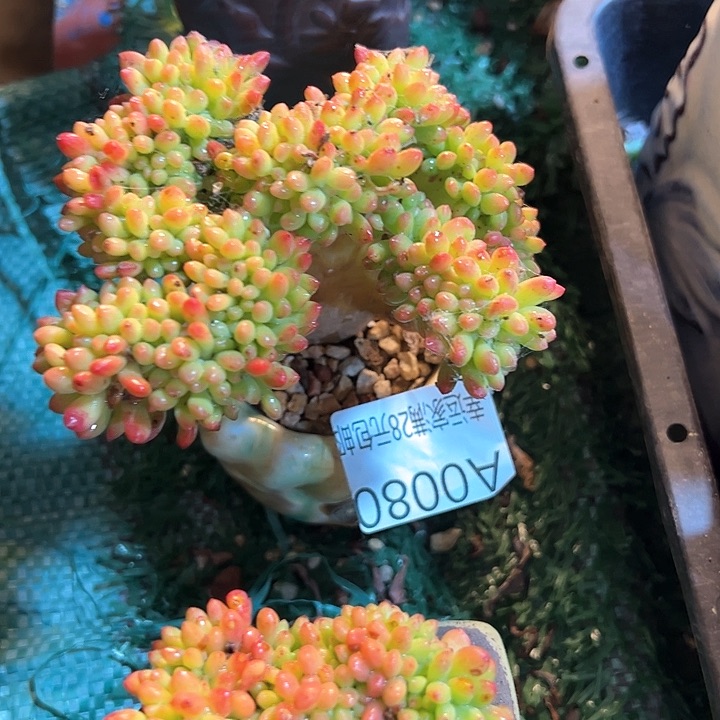 幸运的是我的朋友