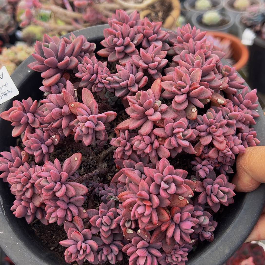 紫心多头大盆群多肉