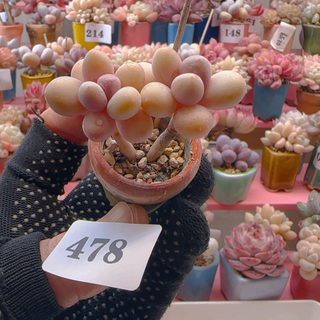 蛋黄奶478 ，带盆土发货，满38包邮非偏远。