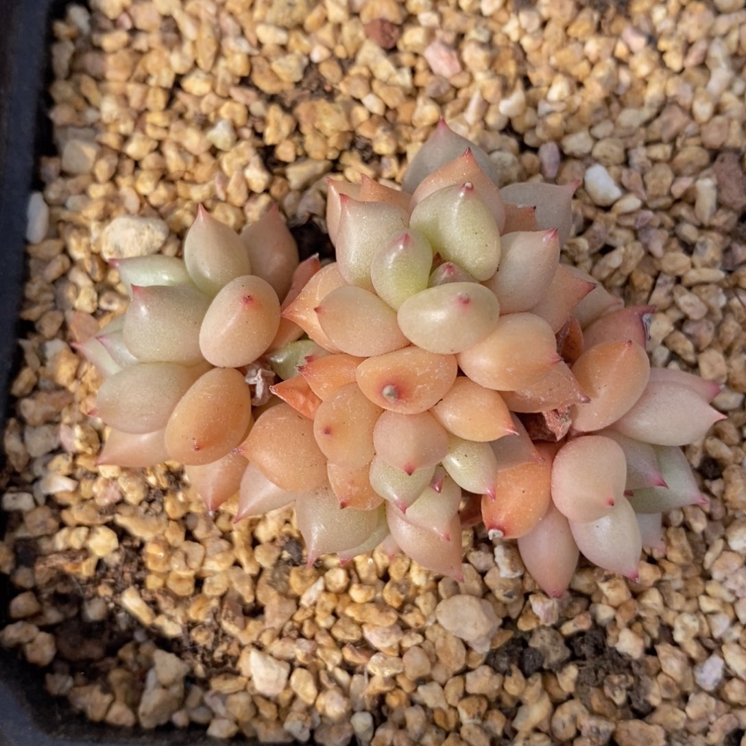 用多肉治愈生活-37