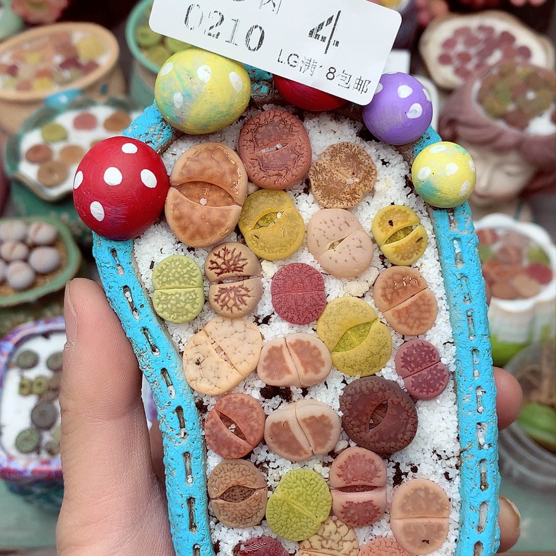 郎哥多肉生石花10-4