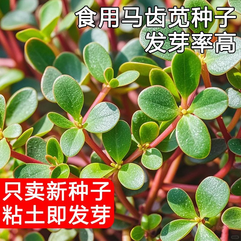 农家马齿苋种子野菜蔬菜蚂蚱菜长寿菜盆栽蔬菜