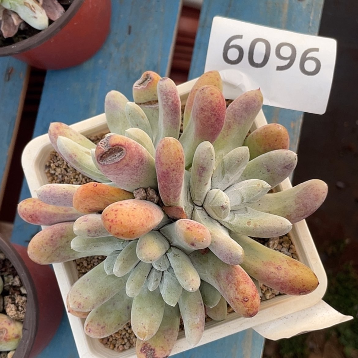 【闪购商品】红拇指