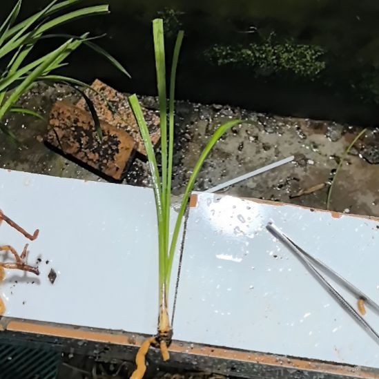 完全开放西蜀道光水晶艺老头