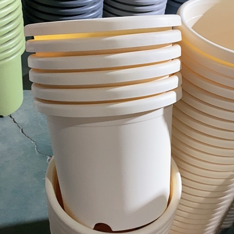 树脂四季5号6个无托米黄