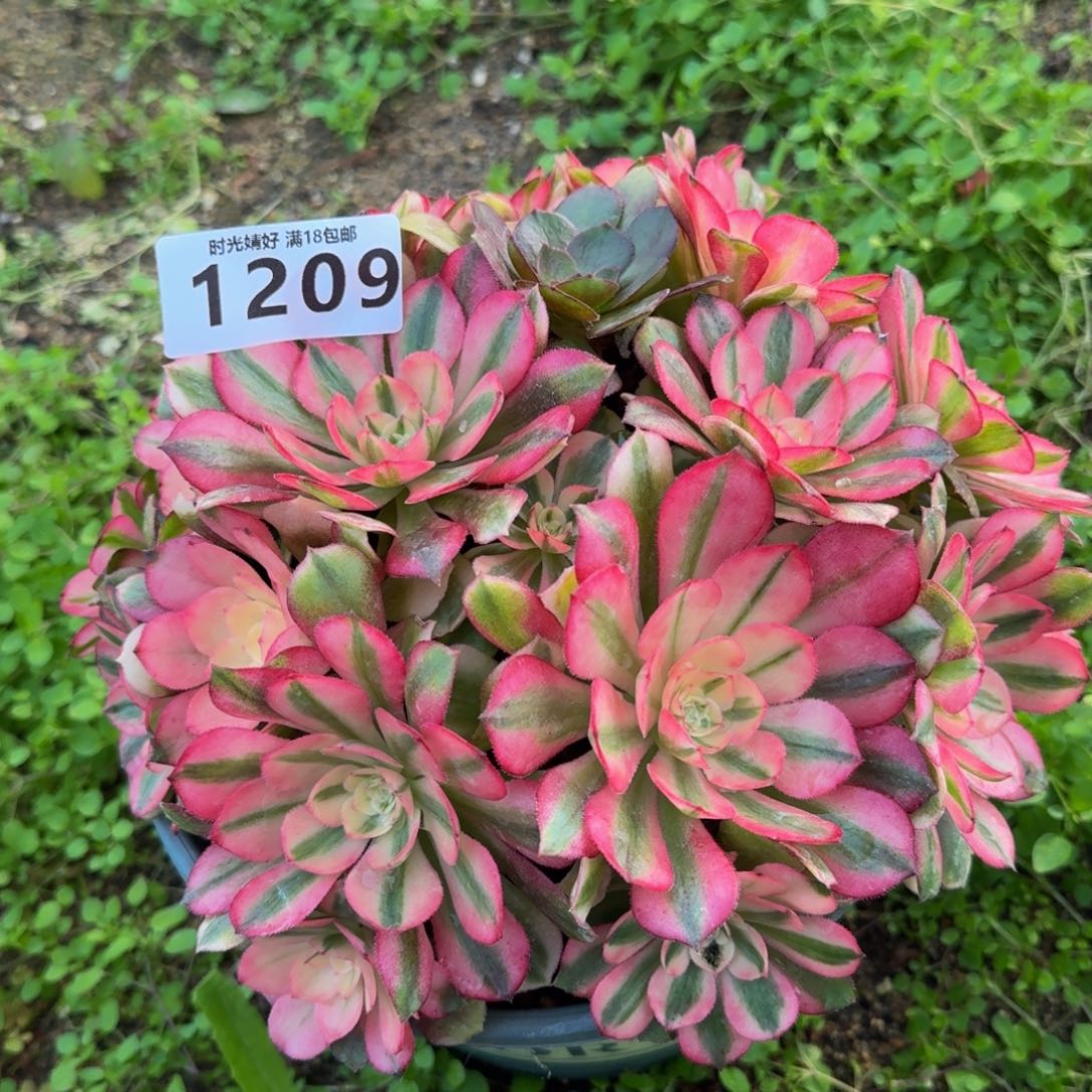 1209荔枝。多肉植物