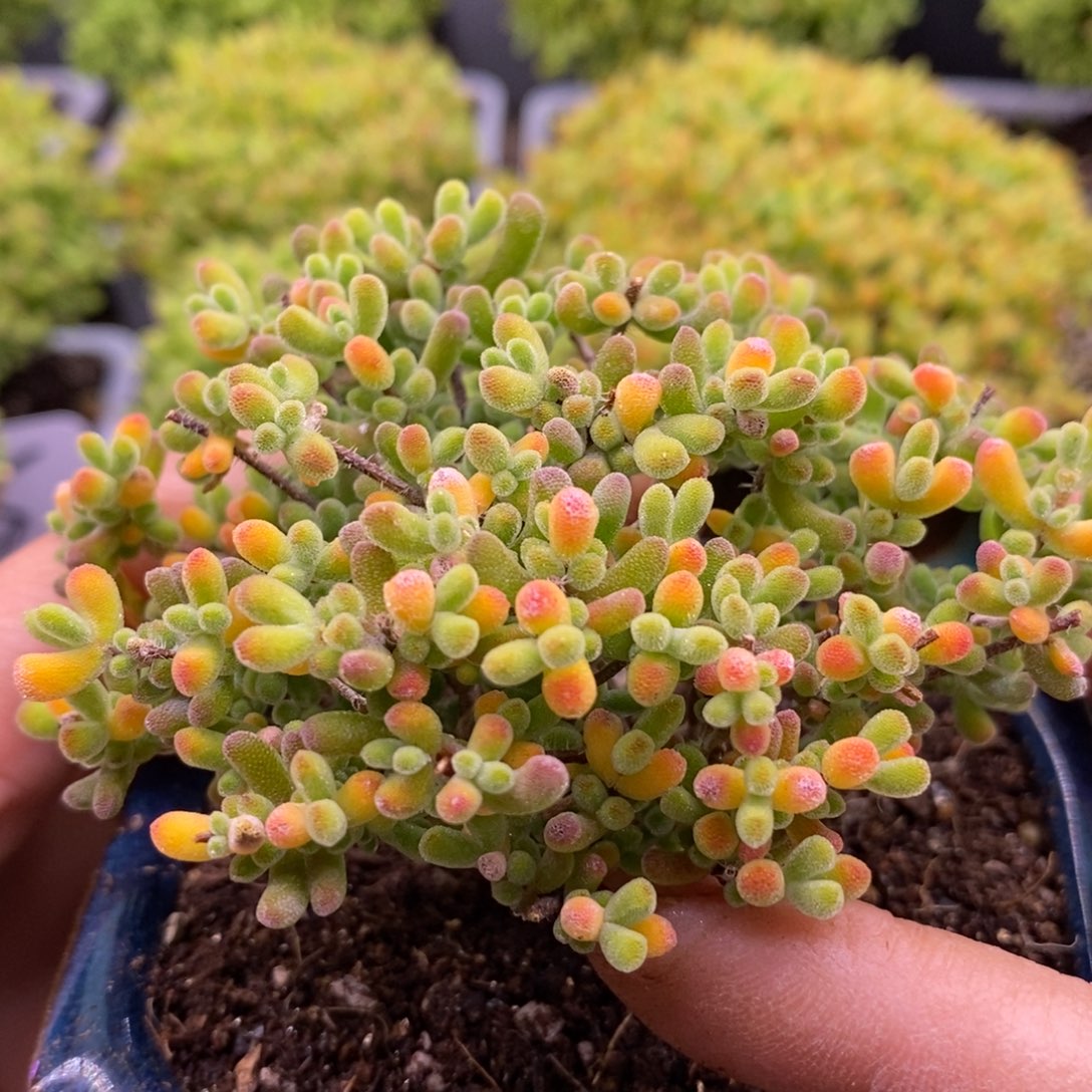 130实生小星星。    