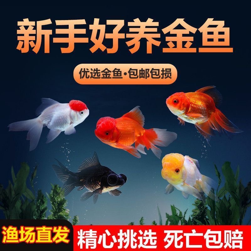 【高级金鱼礼包】6-8cm中大尺寸9条丹顶红狮黑红龙睛冷水观赏鱼包邮