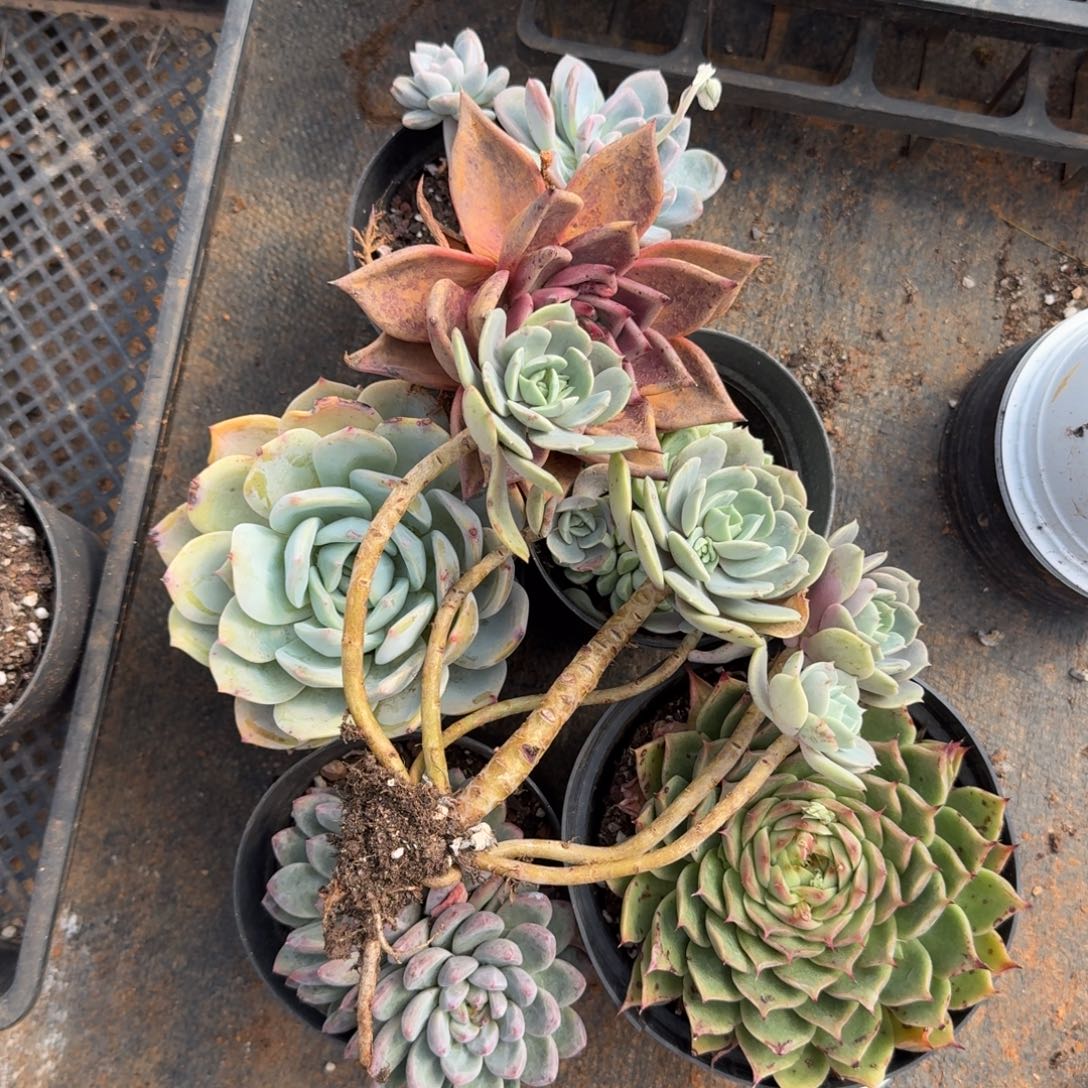 6-44组合一份量拍大棚叶插鹏