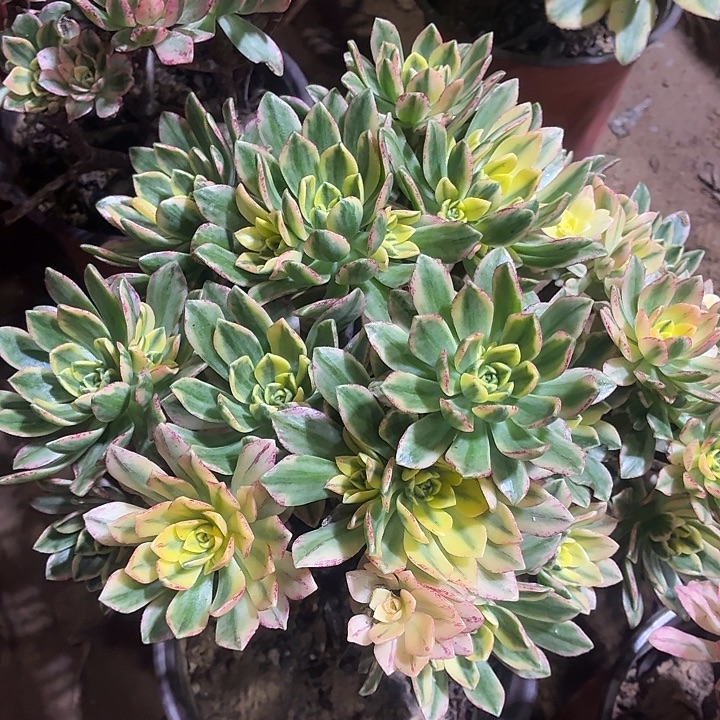 甜茶一颗脱土发货10