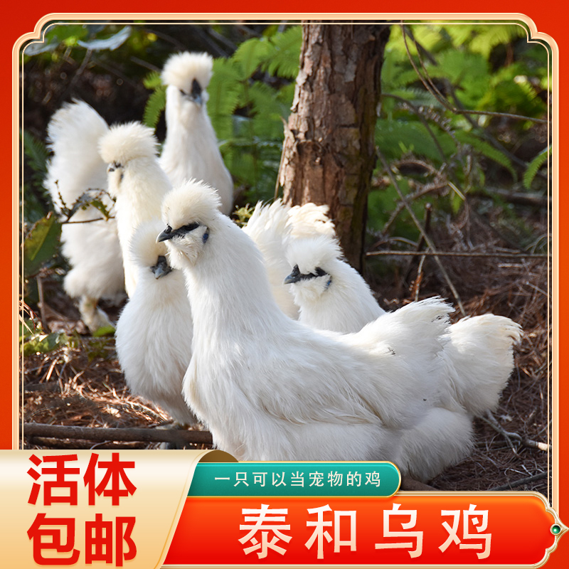 120天原种泰和乌鸡  （4只）产地直发 