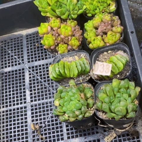 033雨露8盆如图东北不拍货