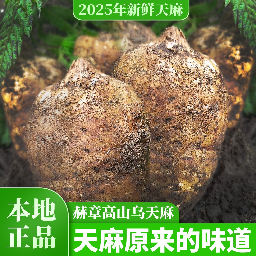 贵州赫章天麻赫章县产地新鲜仿野生种植可煲汤食用天麻