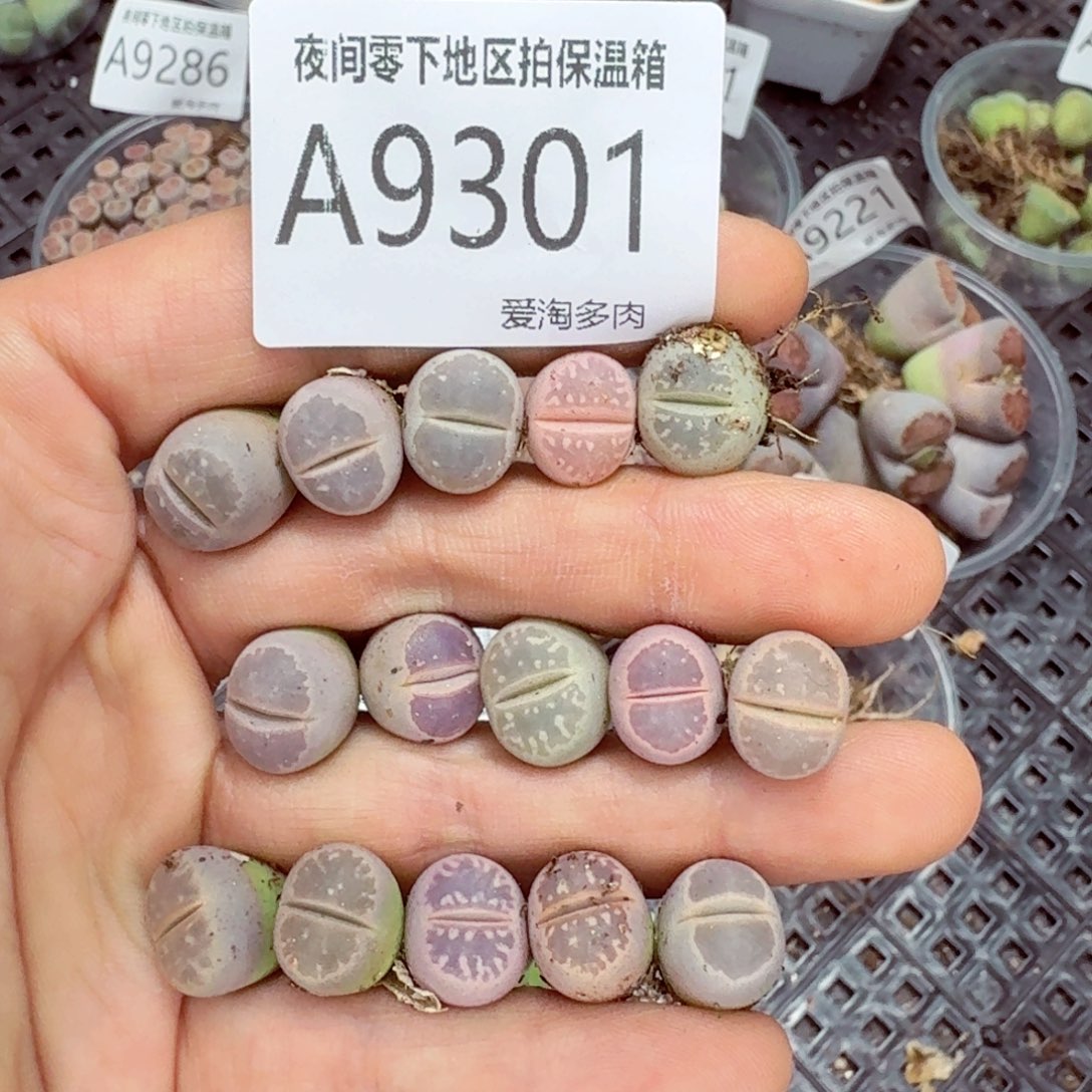 9301–-零下地区需拍保温箱