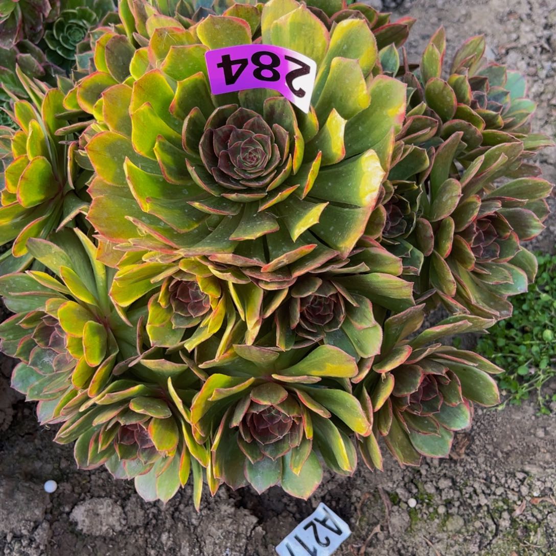 半夏法师26–2包邮