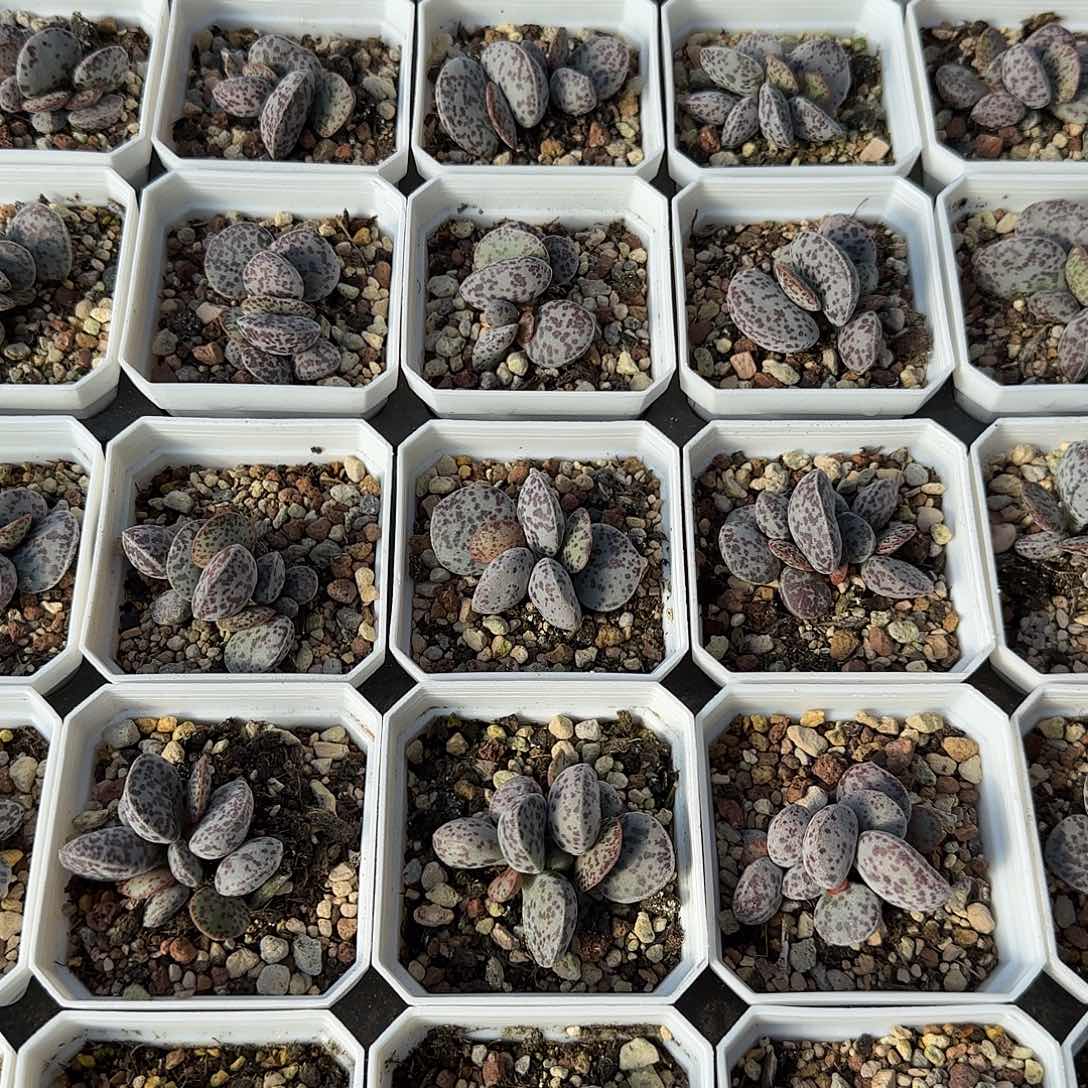 花旦量拍多肉植物