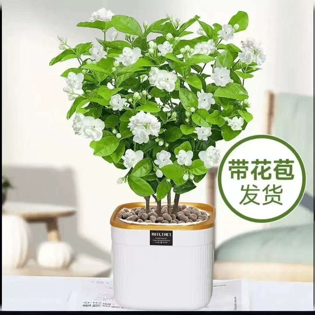 [带花苞】重版茉莉花四季开花好养耐寒耐旱室内阳台花卉绿植盆栽