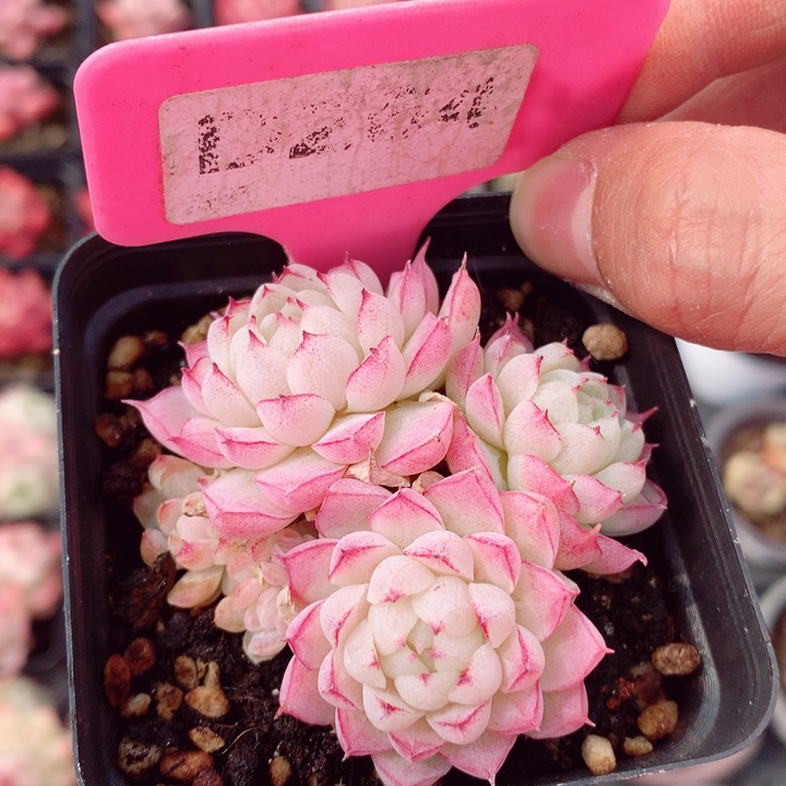 女王6cm不包整群