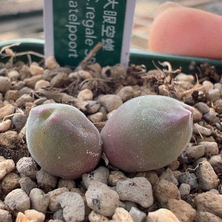222青蛙种源优选大眼睛小怪。 福利。 
