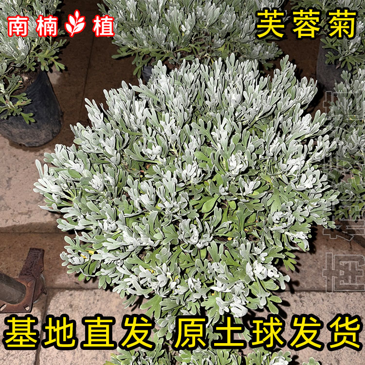 芙蓉菊盆栽闽南蒲玲多年生花镜植物雪艾千年艾四季常青闽南芙蓉