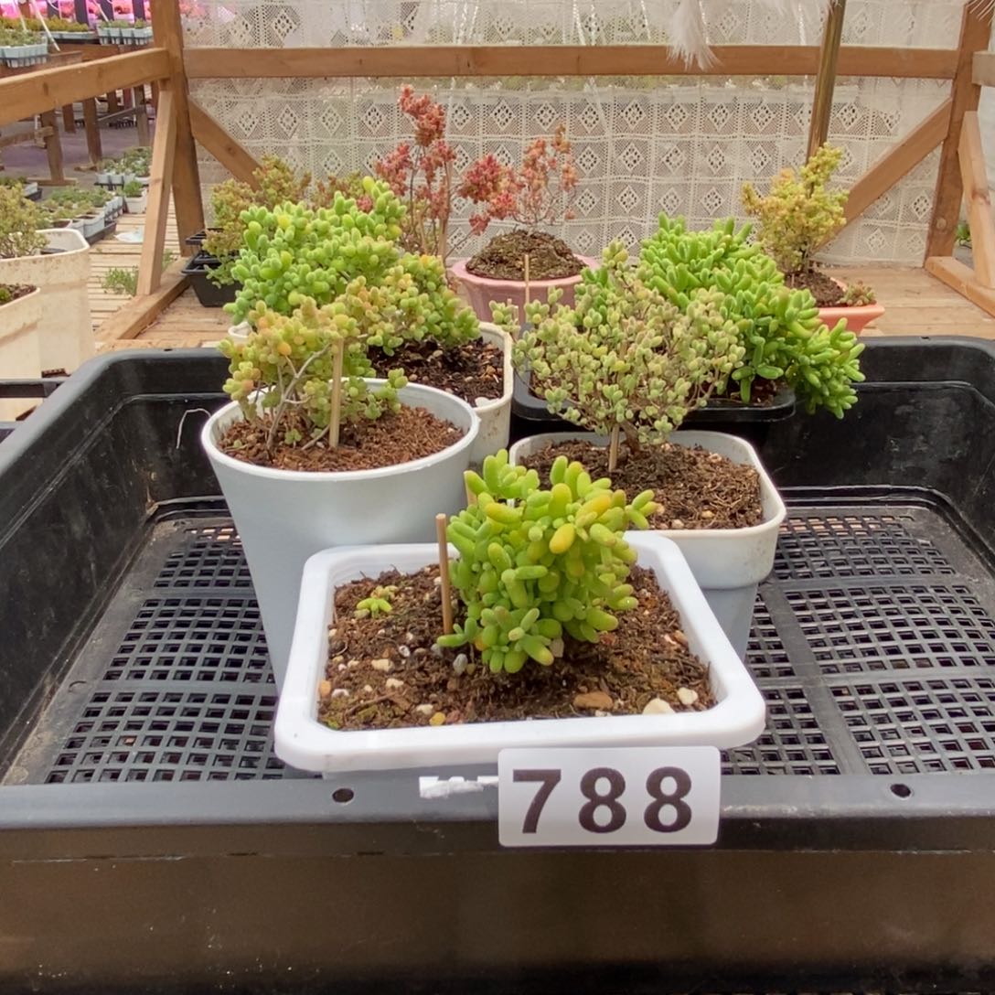 枝干番杏多肉植物788