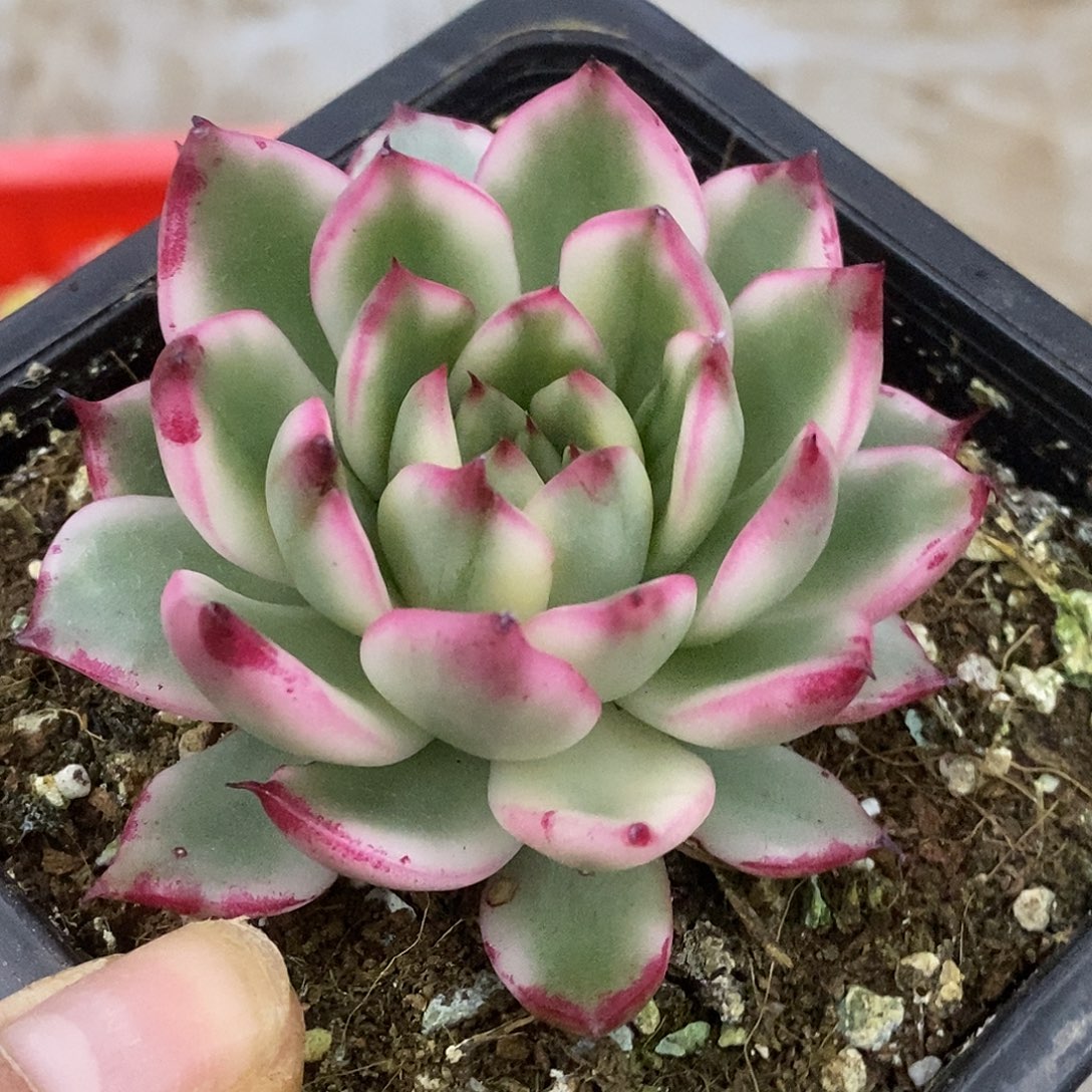 东云杂，哈哈哈哈哈哈哈