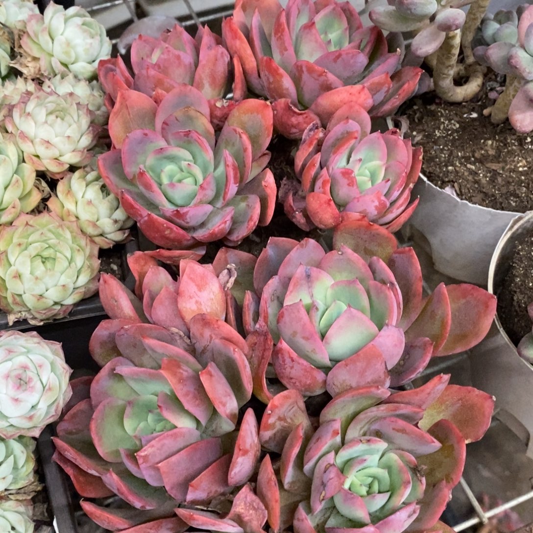 绮罗仙子四头起发两盆