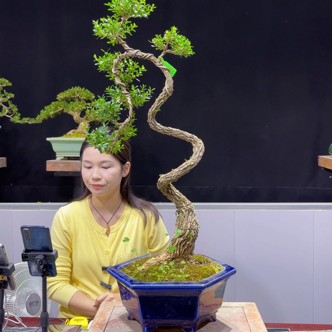 四季常青老桩黄杨盆景