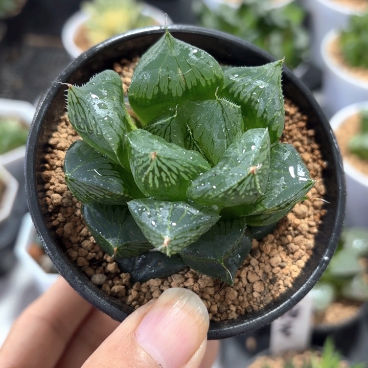 三仙寿胖娃娃 带盘发货