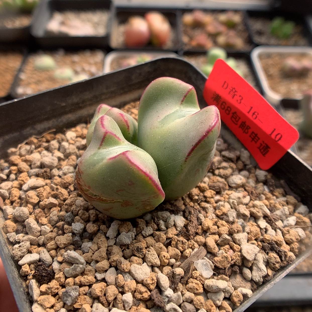 【闪购商品】3-16-10 少将一颗特20