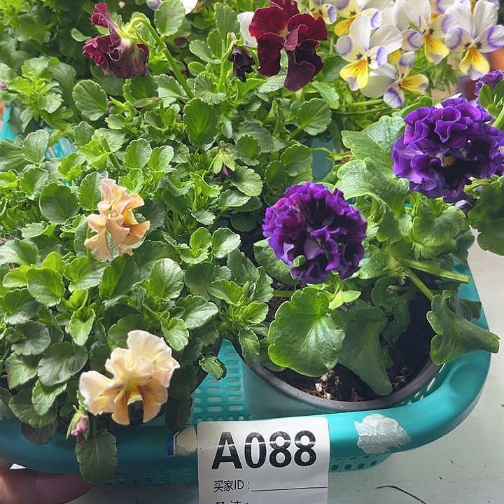 88号角堇清棚19.9米一筐