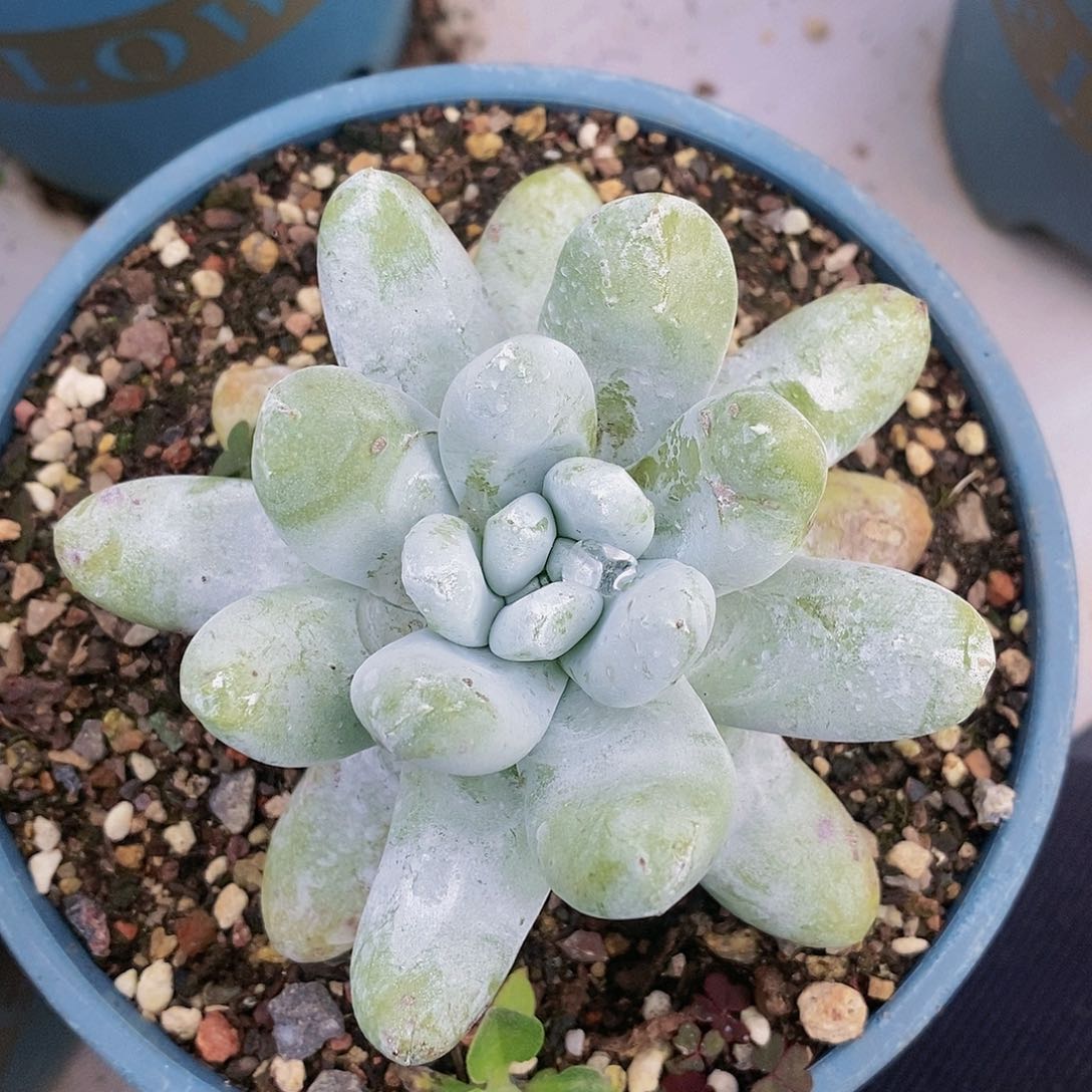 【闪购商品】哈哈哈哈野坎拇指多肉1299