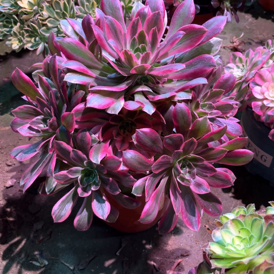 多肉植物浣纱688