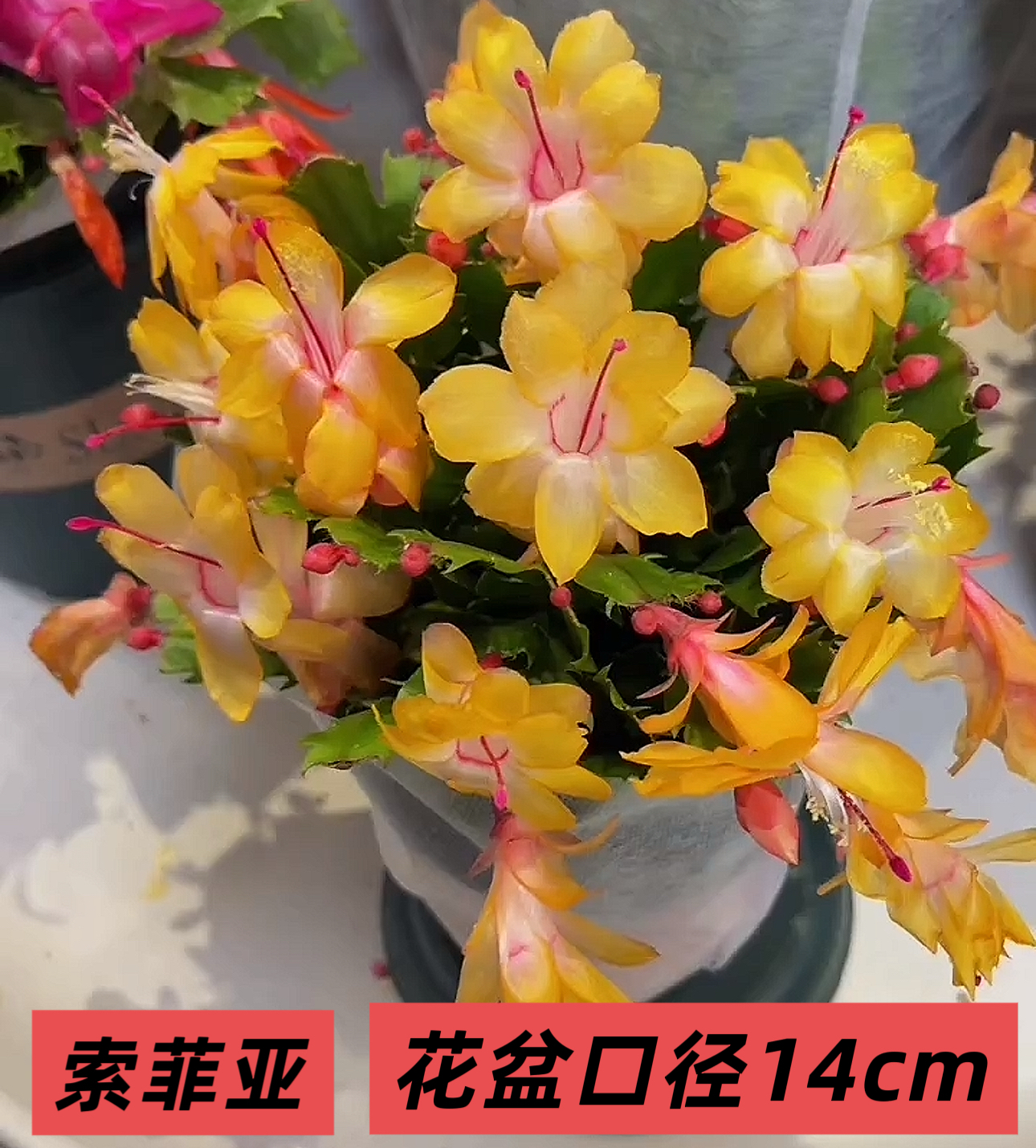 老苗小杯黄金索菲亚蟹爪兰盆栽绿植带花苞发货室内盆栽整盆5-8颗